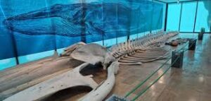 Exposición ojo de la ballena