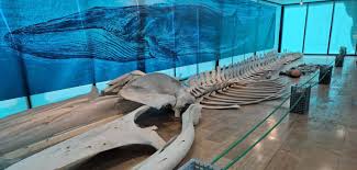 Exposición ojo de la ballena
